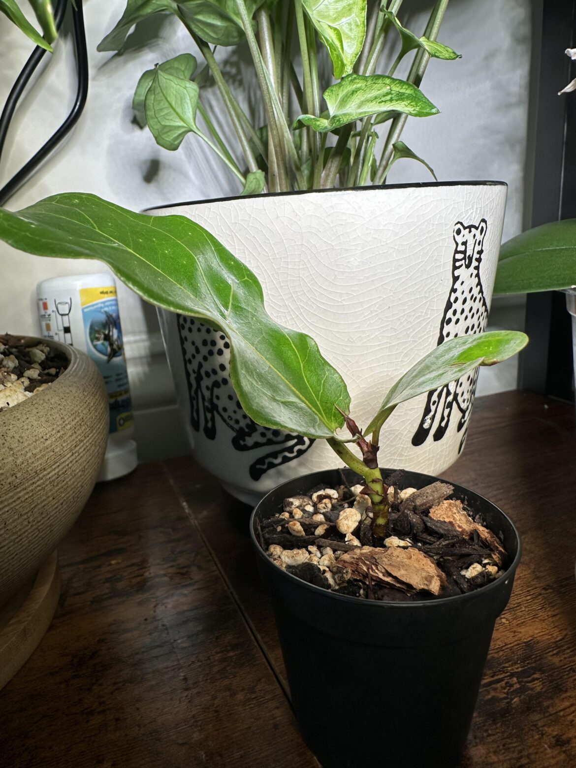 any advice for a baby fiddle?