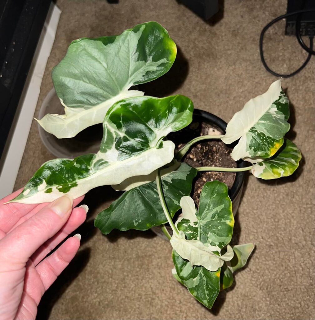 Wonky Leaves? Wonky Leaves?