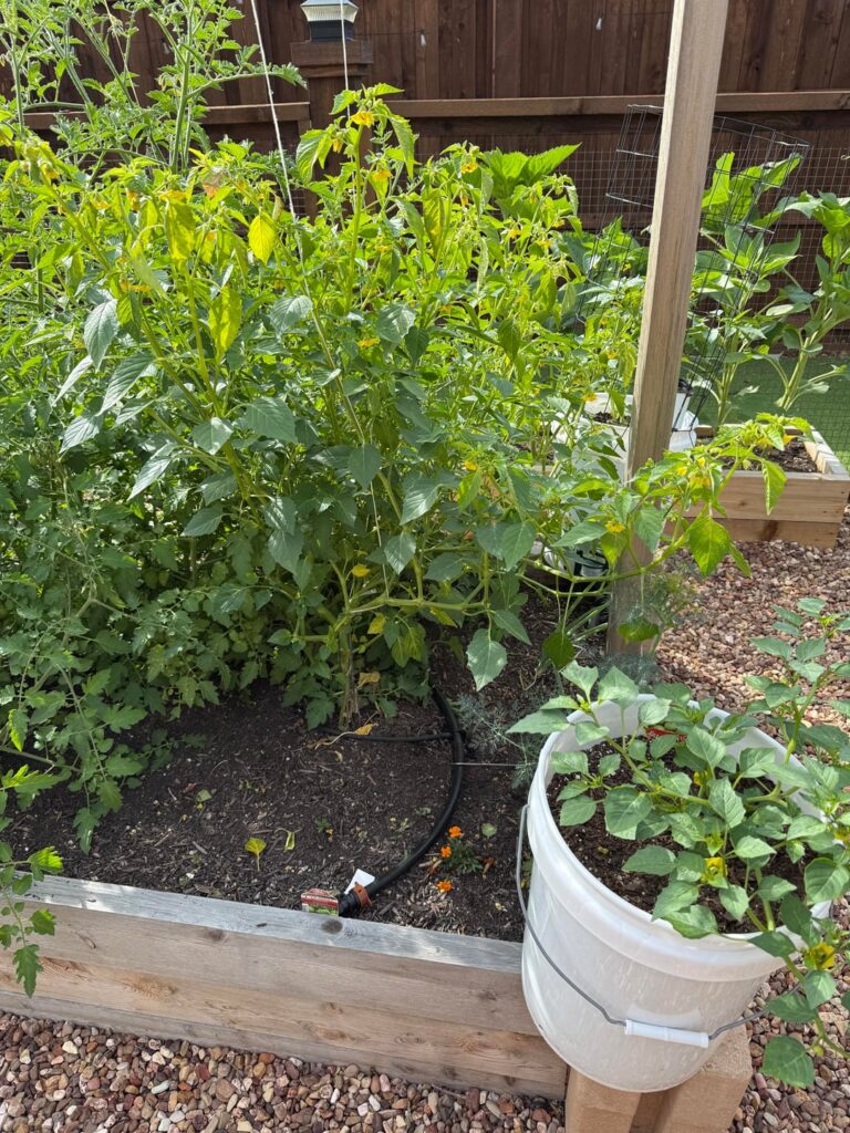 Que Pasa, Tomatillo?!