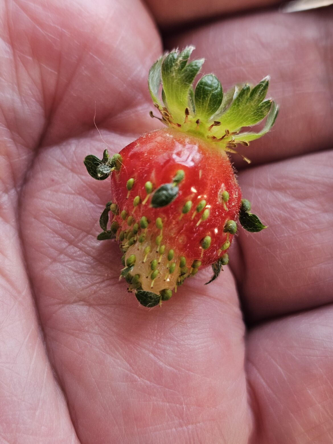 Elan seeds popping on ripening strawberry