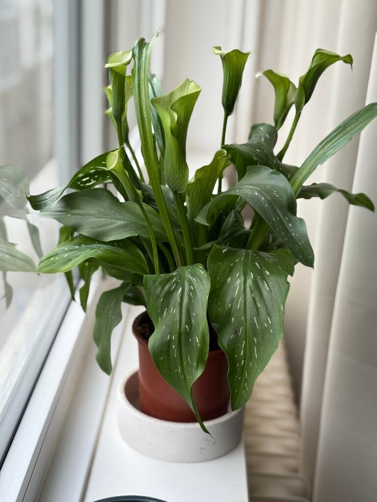 White calla lily looks sad, what do I do?