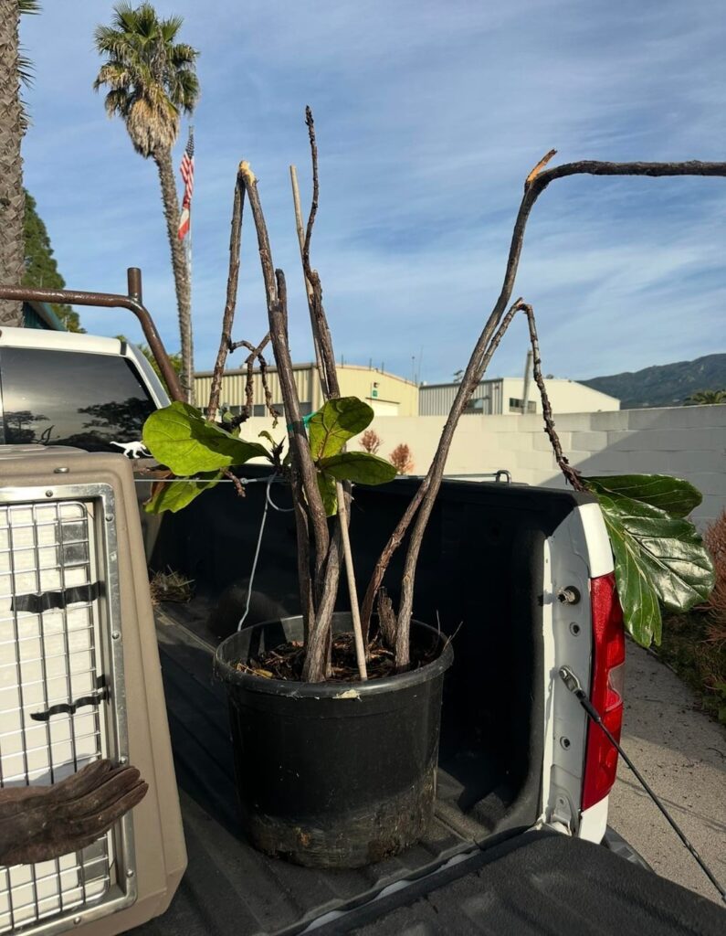 My trash fig - check out how far she’s come!