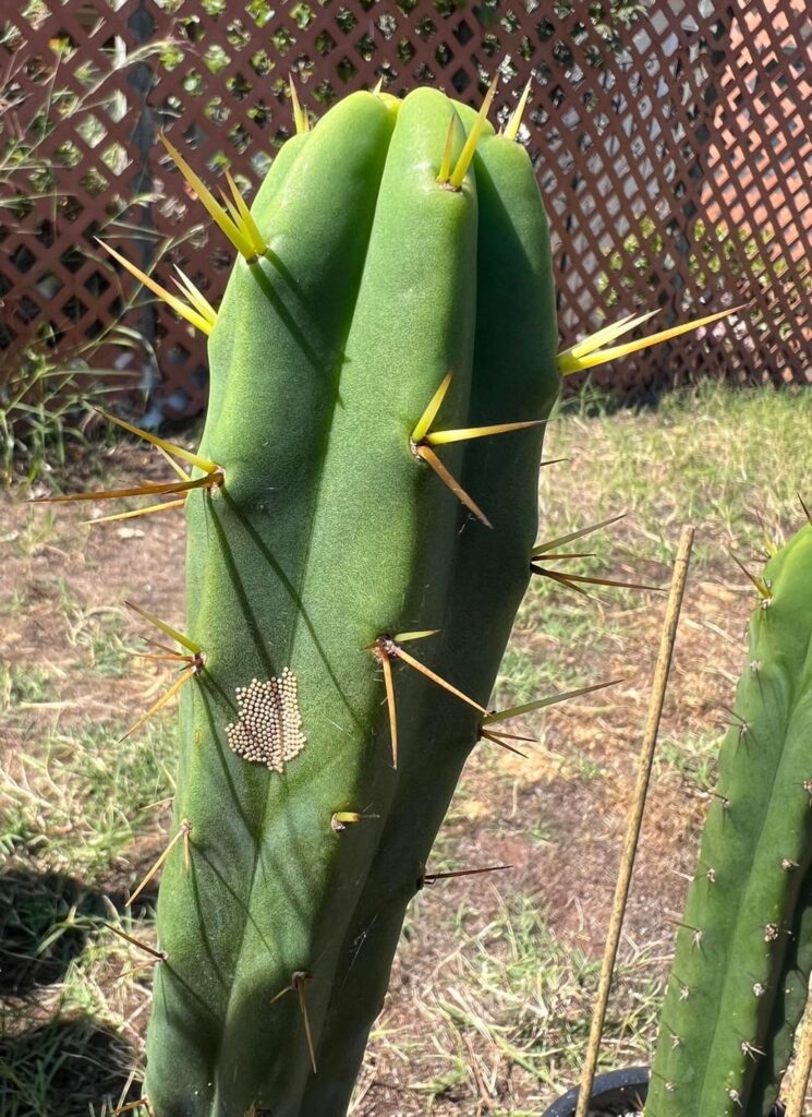 Friend or Foe? Friend or Foe?