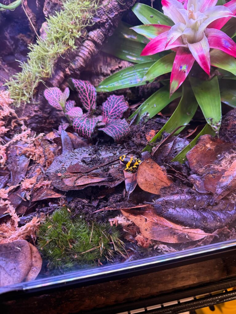 Frogs are in