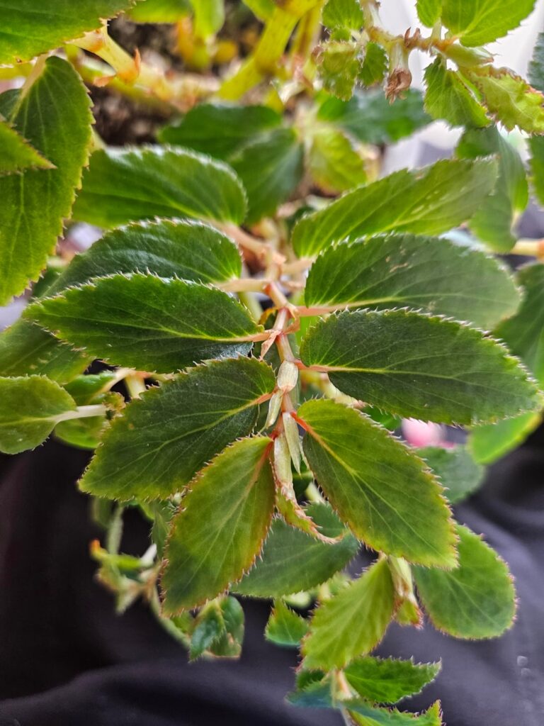 Begonia U260 Begonia U260