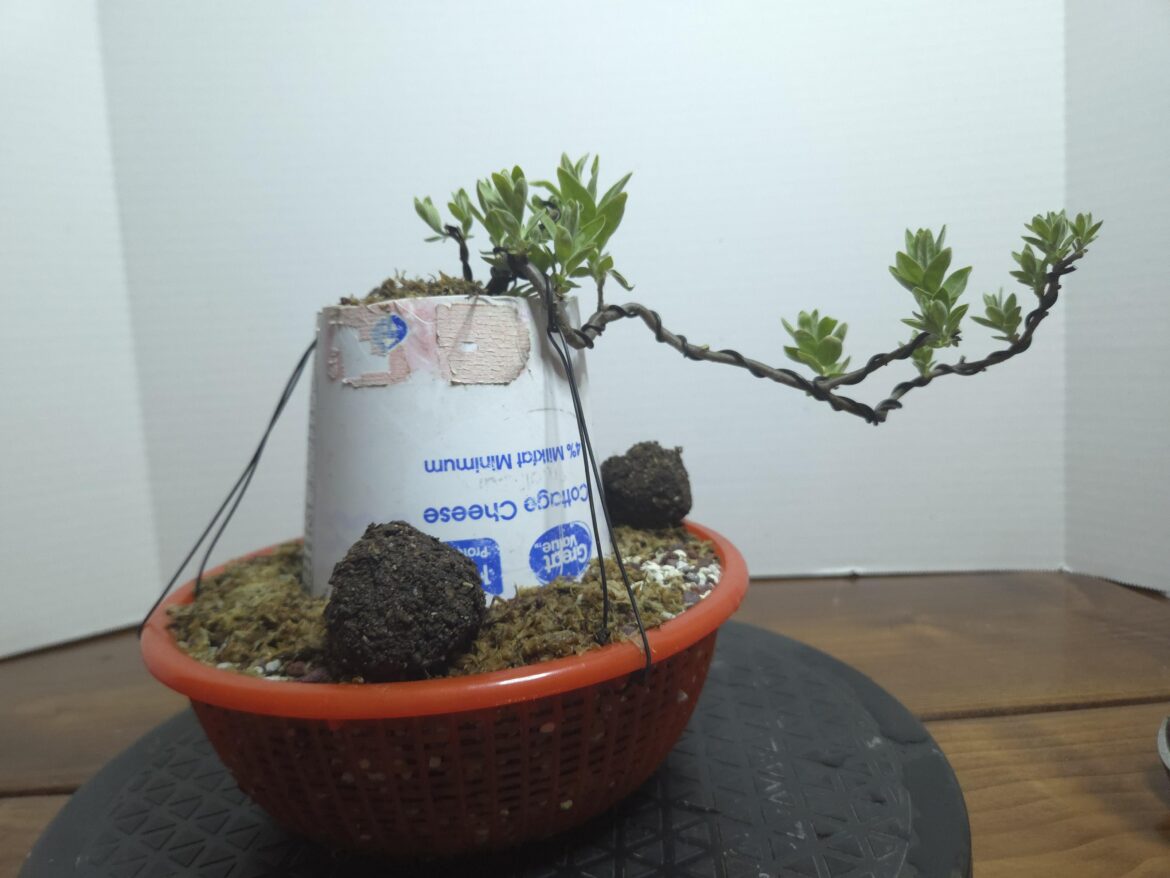 Elaeagnus augustifolia (Russian olive)