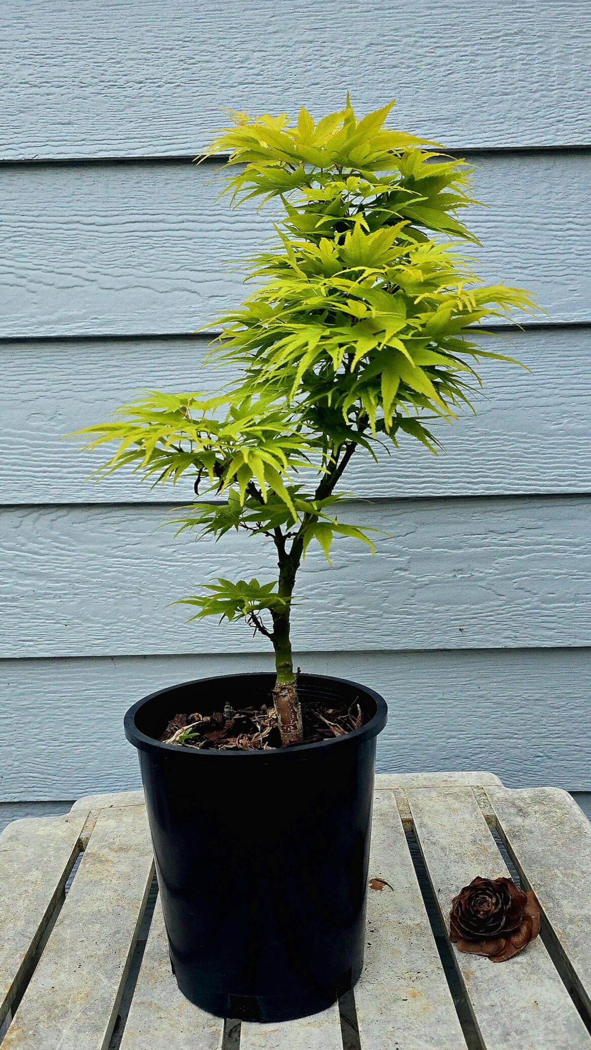 Found this Mikawa yatsubusa in a plant shop today