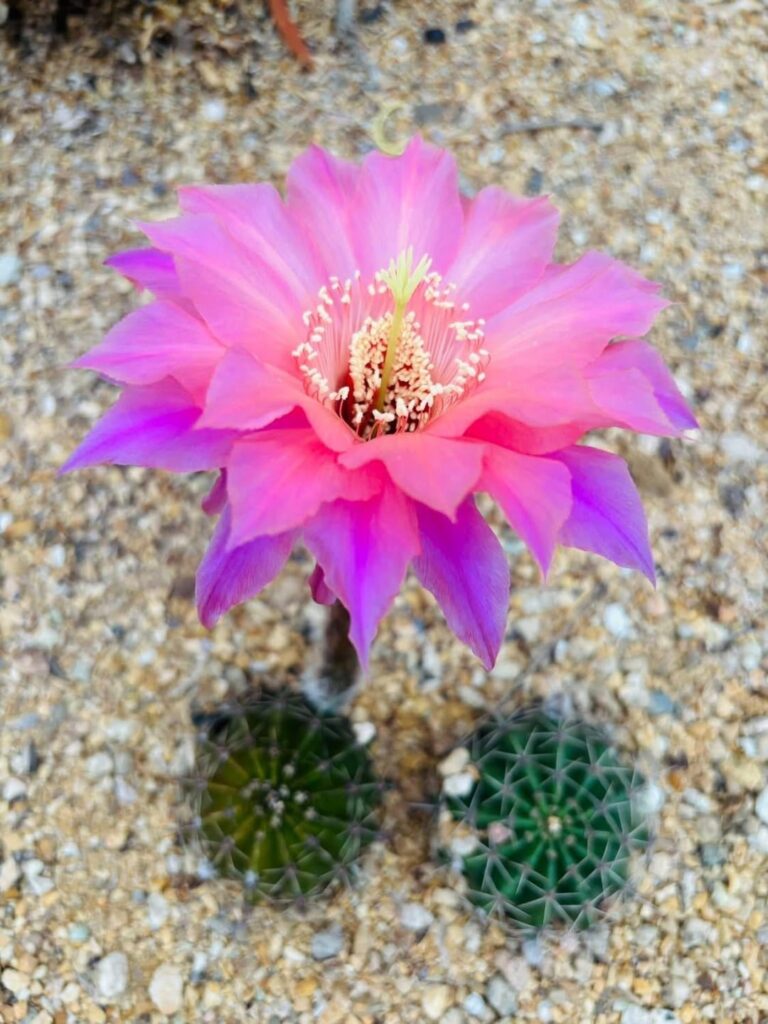 Echinopsis Djinni - from HBG sale