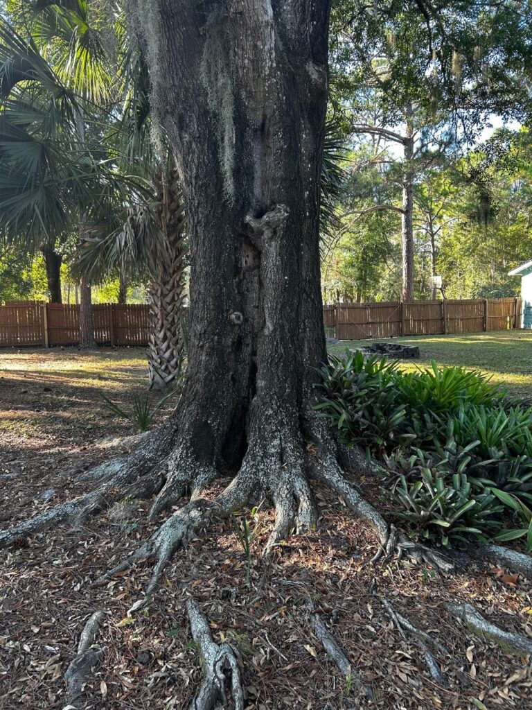 Enough root flare?
