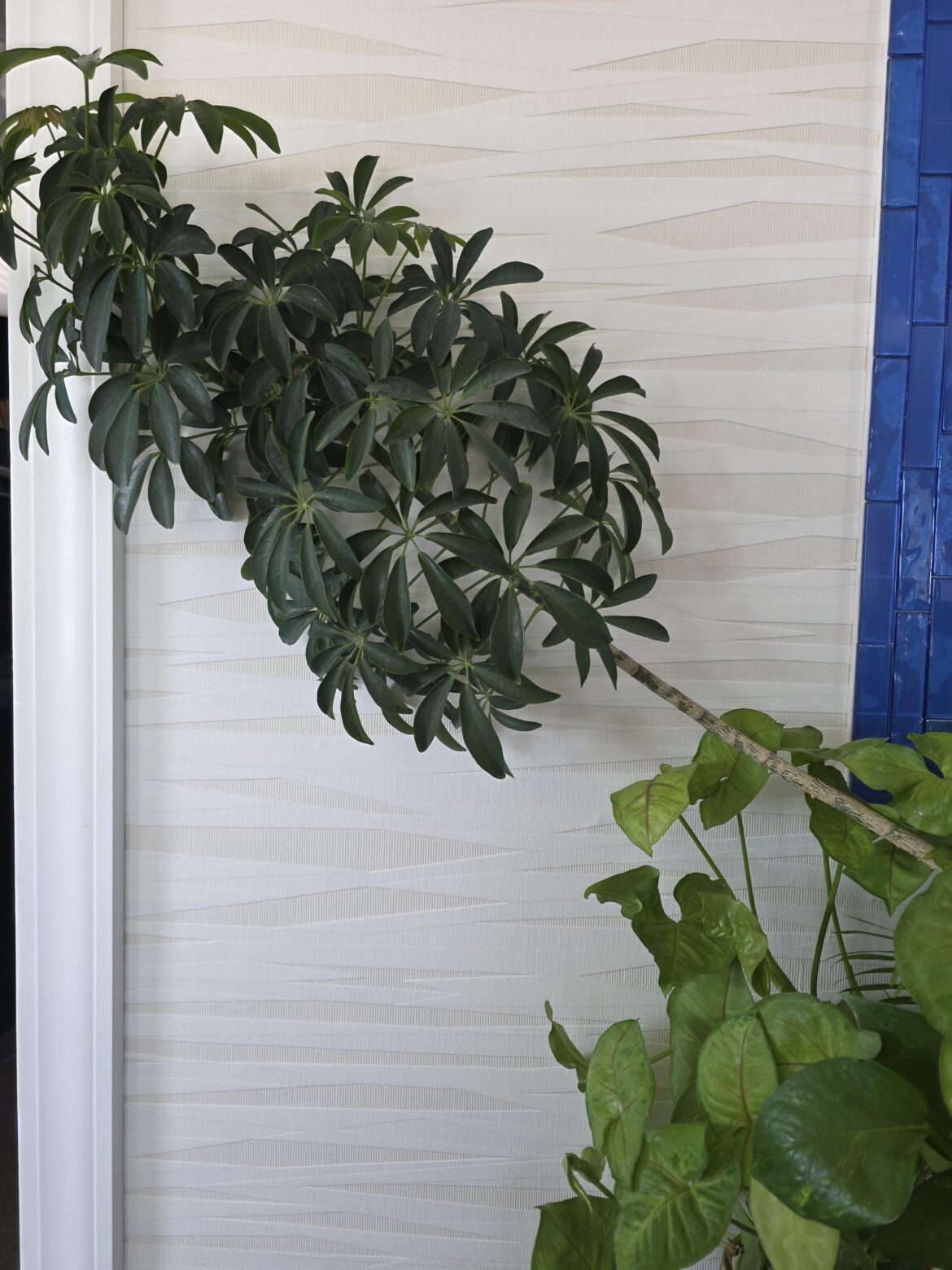 Cutting Schefflera Cutting Schefflera