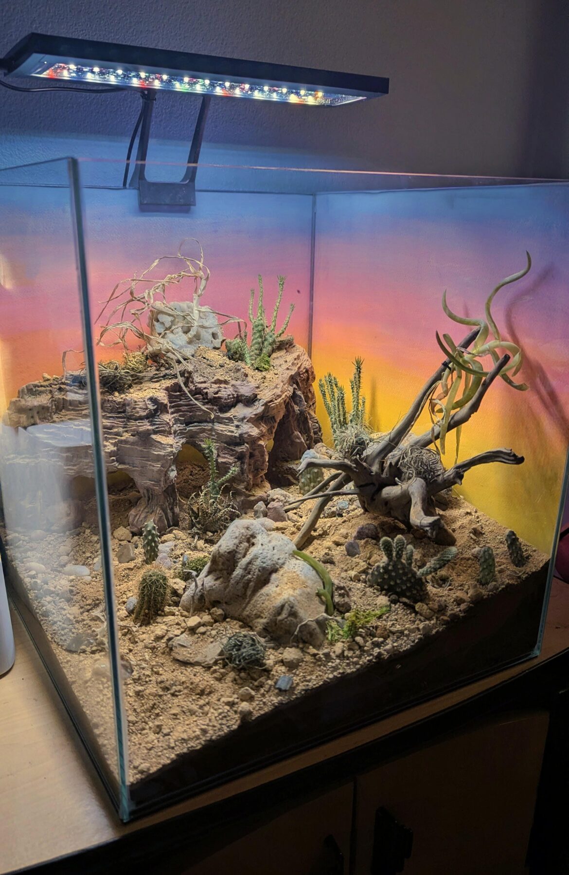 My first arid build
