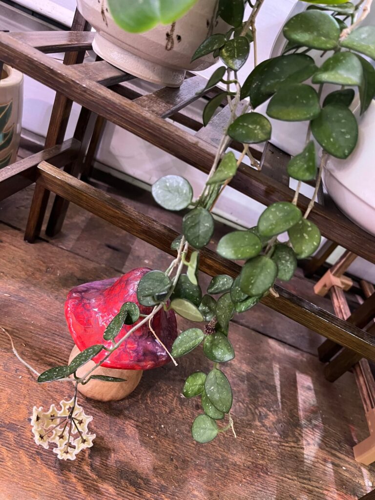 Loving my Hoya blooms!