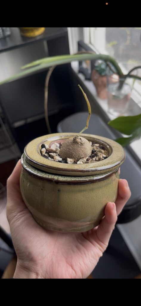 What’s wrong with my Stephania Erecta?
