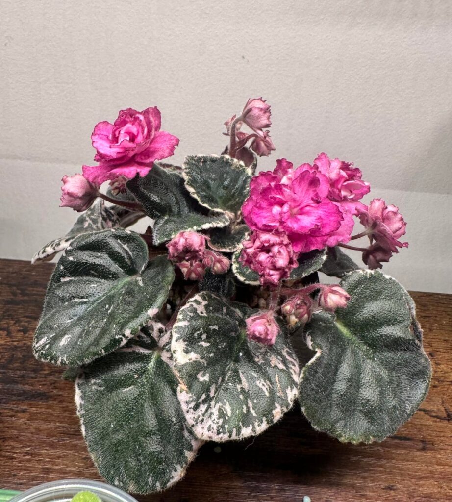 My haul from my local African violet clubs show and sale! My haul from my local African violet clubs show and sale!