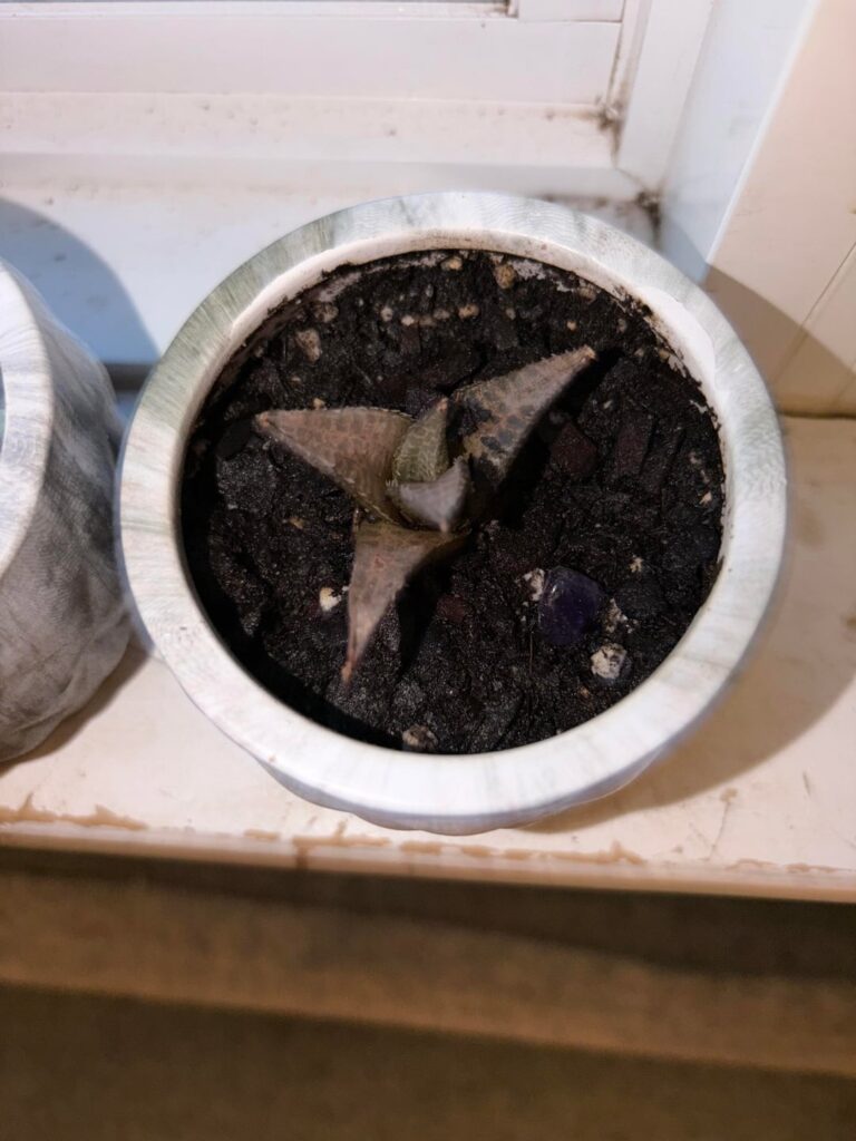 what happened to my fairy washboard (haworthia)