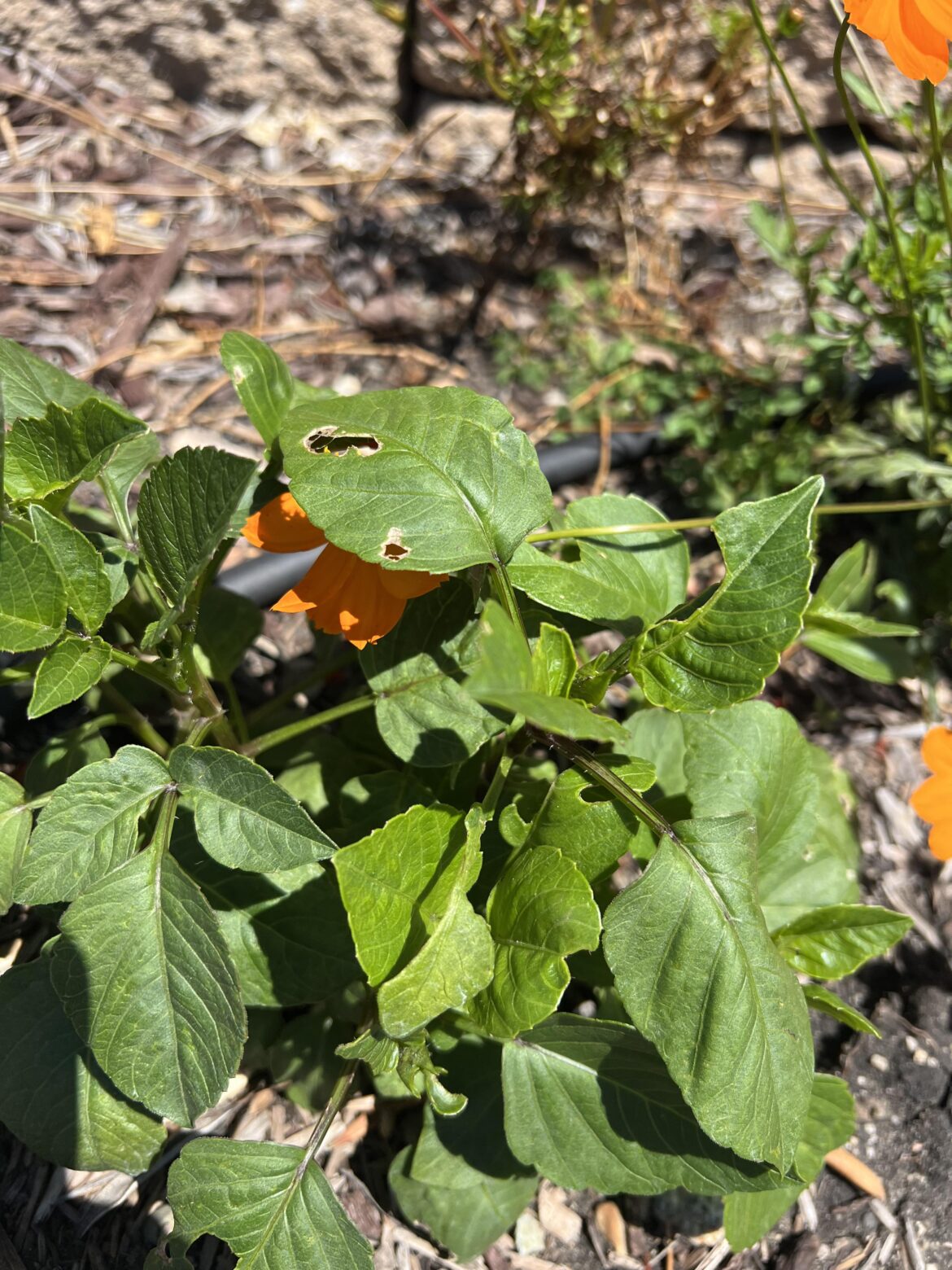 What’s eating my dahlia?