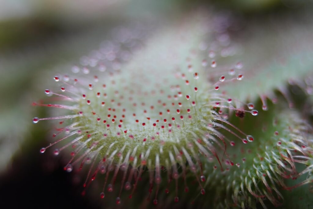 A few close-ups of my Drosera Aliciae