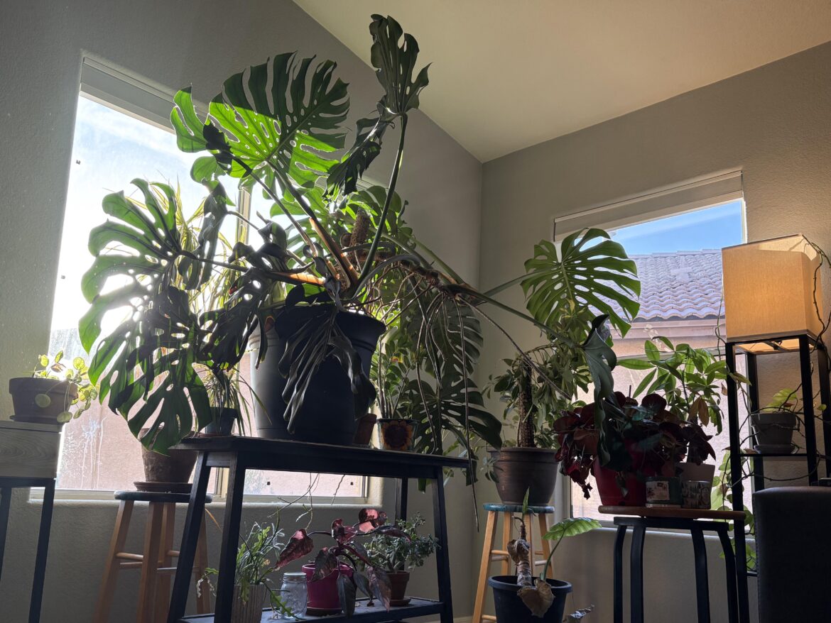 Good morning monstera lovers!