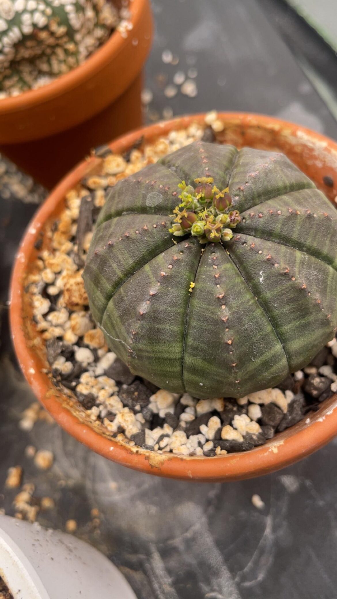 Successfully pollinated