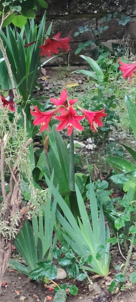 Are these lilies?