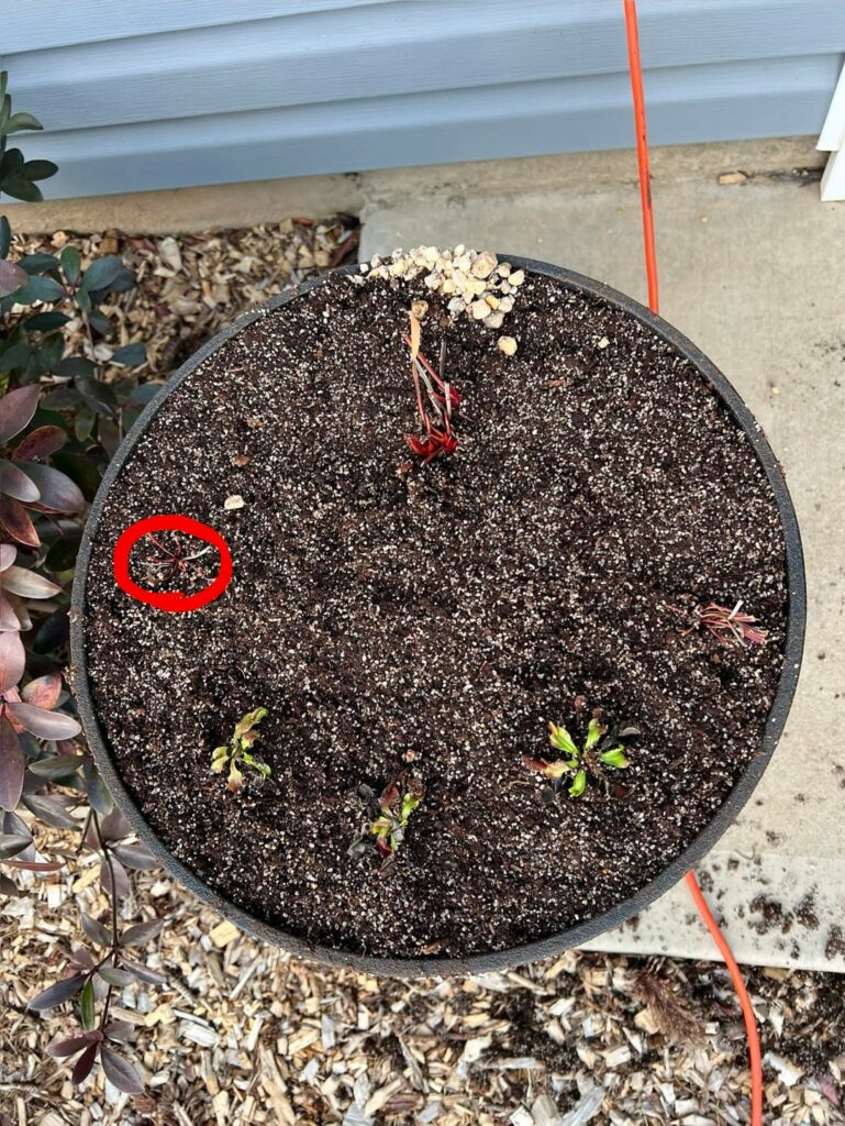 2 year Progression