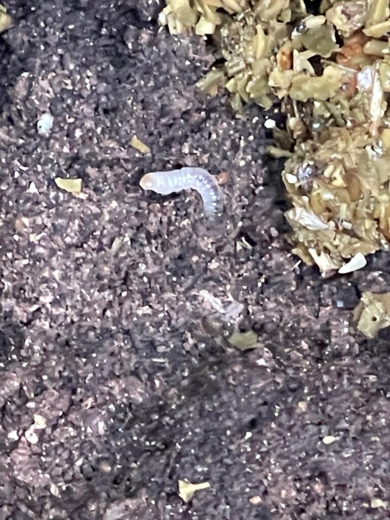 Got some grubs in my compost…problem?