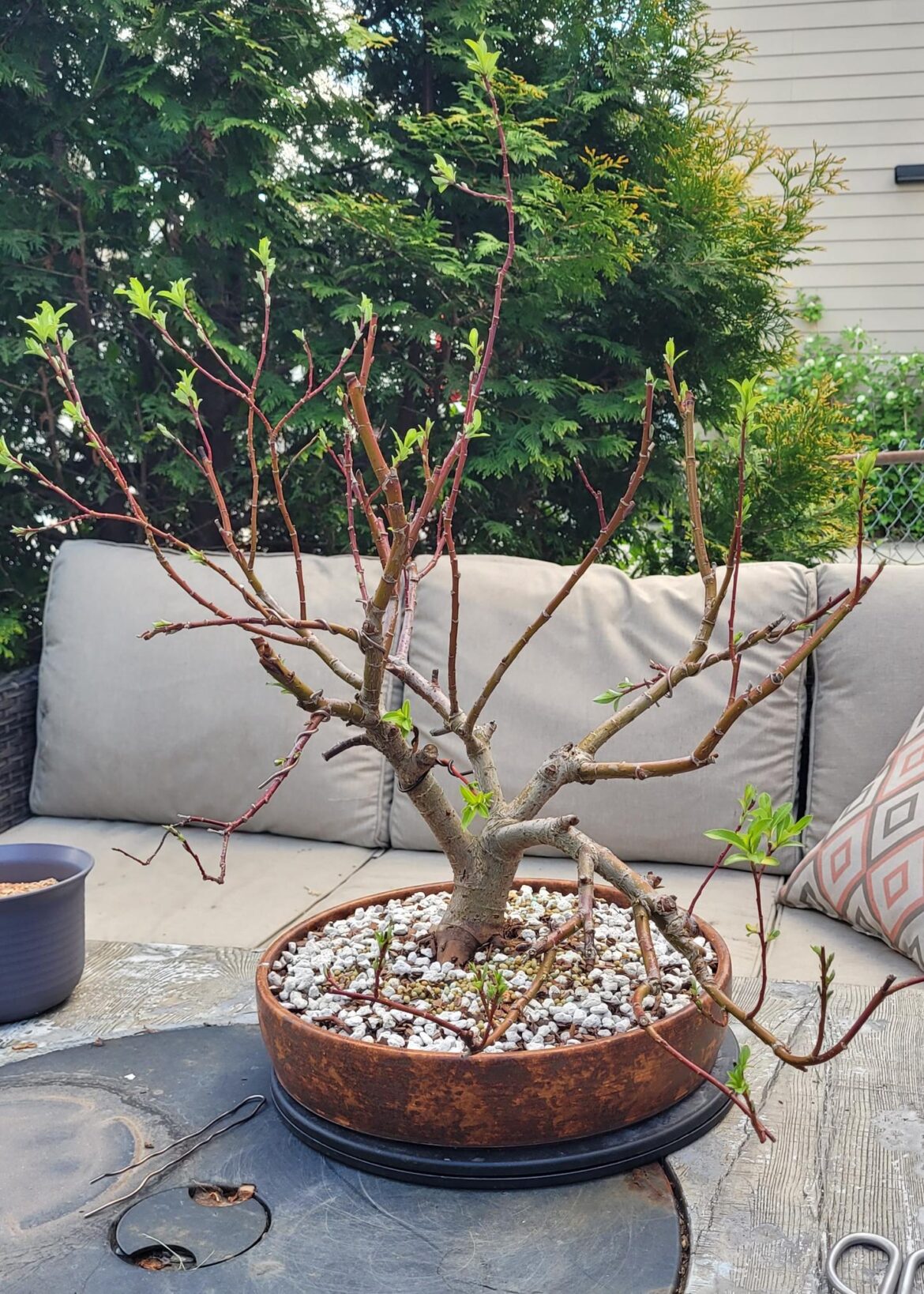 Salix gracilistyla melanostachys work in process.