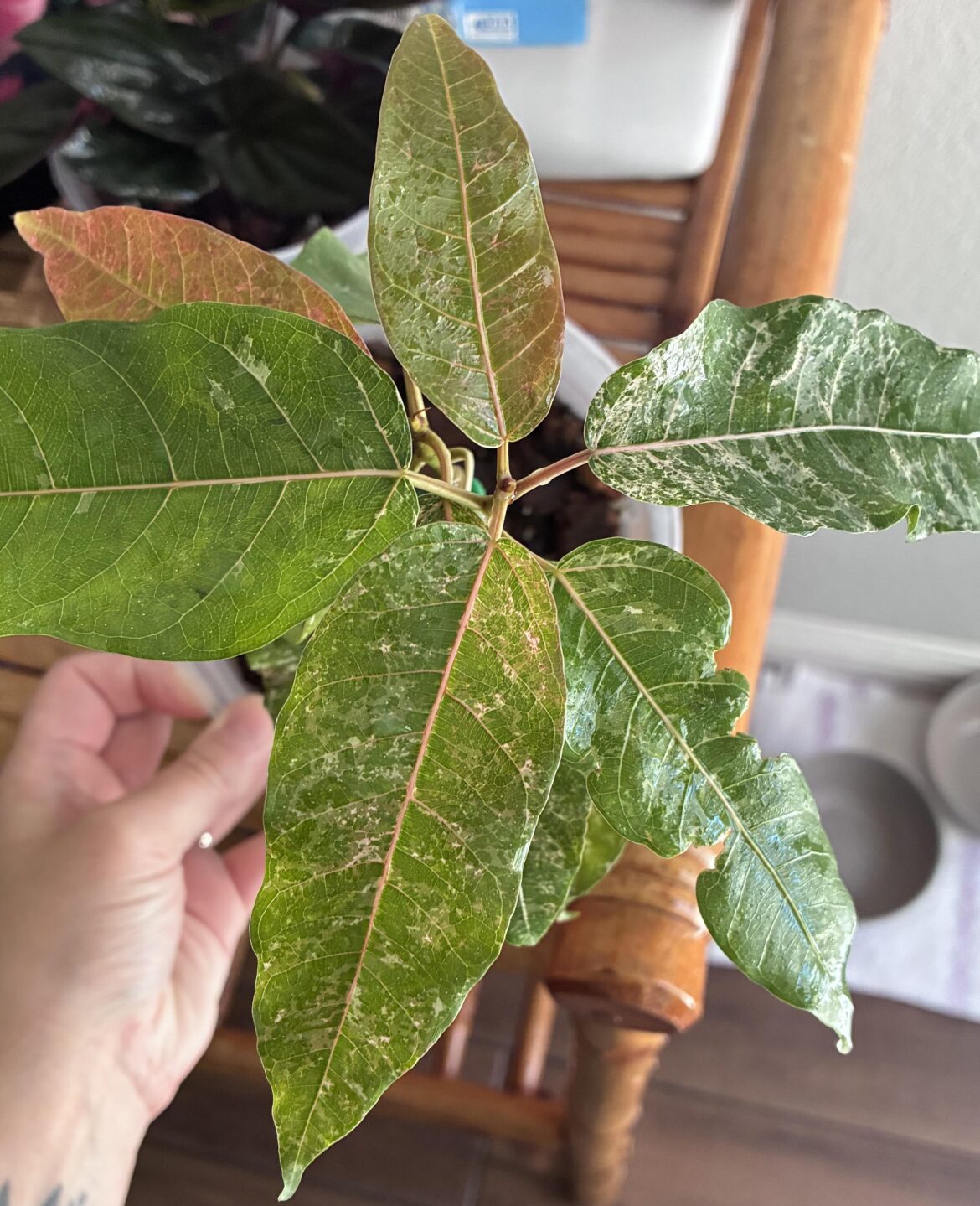 variegation eyes needed!!👀