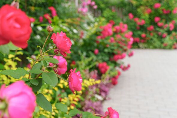 A garden overflowing with pink roses.