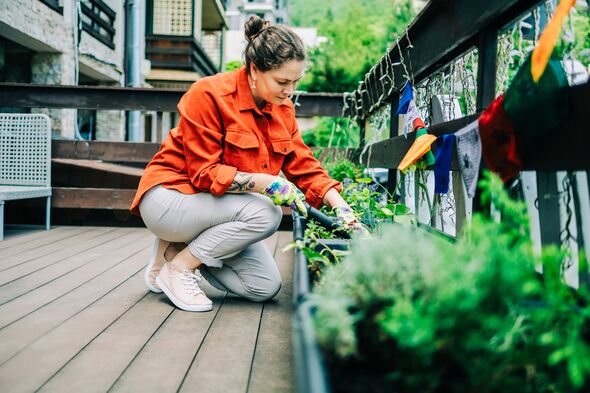 Woman gardening on balcony taking care of herbs and plants Woman gardening on balcony taking care of herbs and plants