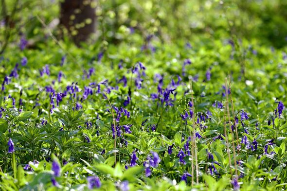 English Bluebells wildflower woodland floor English Bluebells wildflower woodland floor