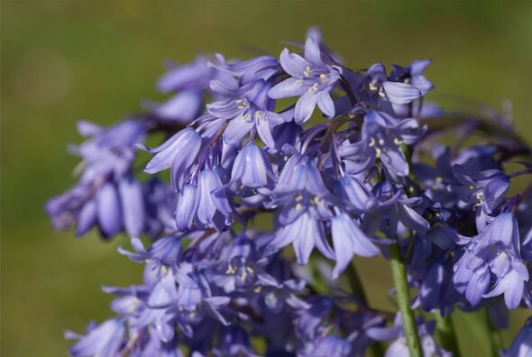 Blue Spanish Bluebells Blue Spanish Bluebells