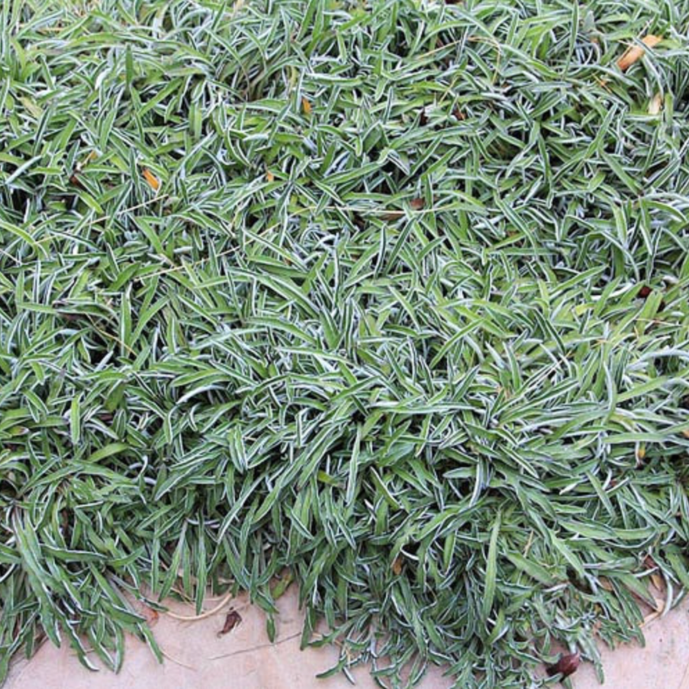 silver carpet lawn silver carpet lawn