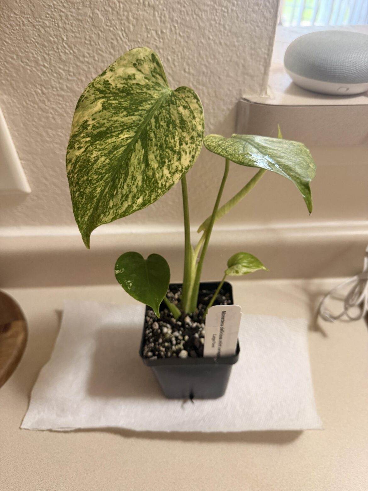 My dream plant from rareplantfairy