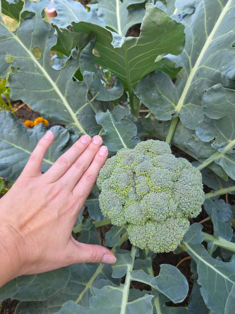 Beautiful broccoli Beautiful broccoli