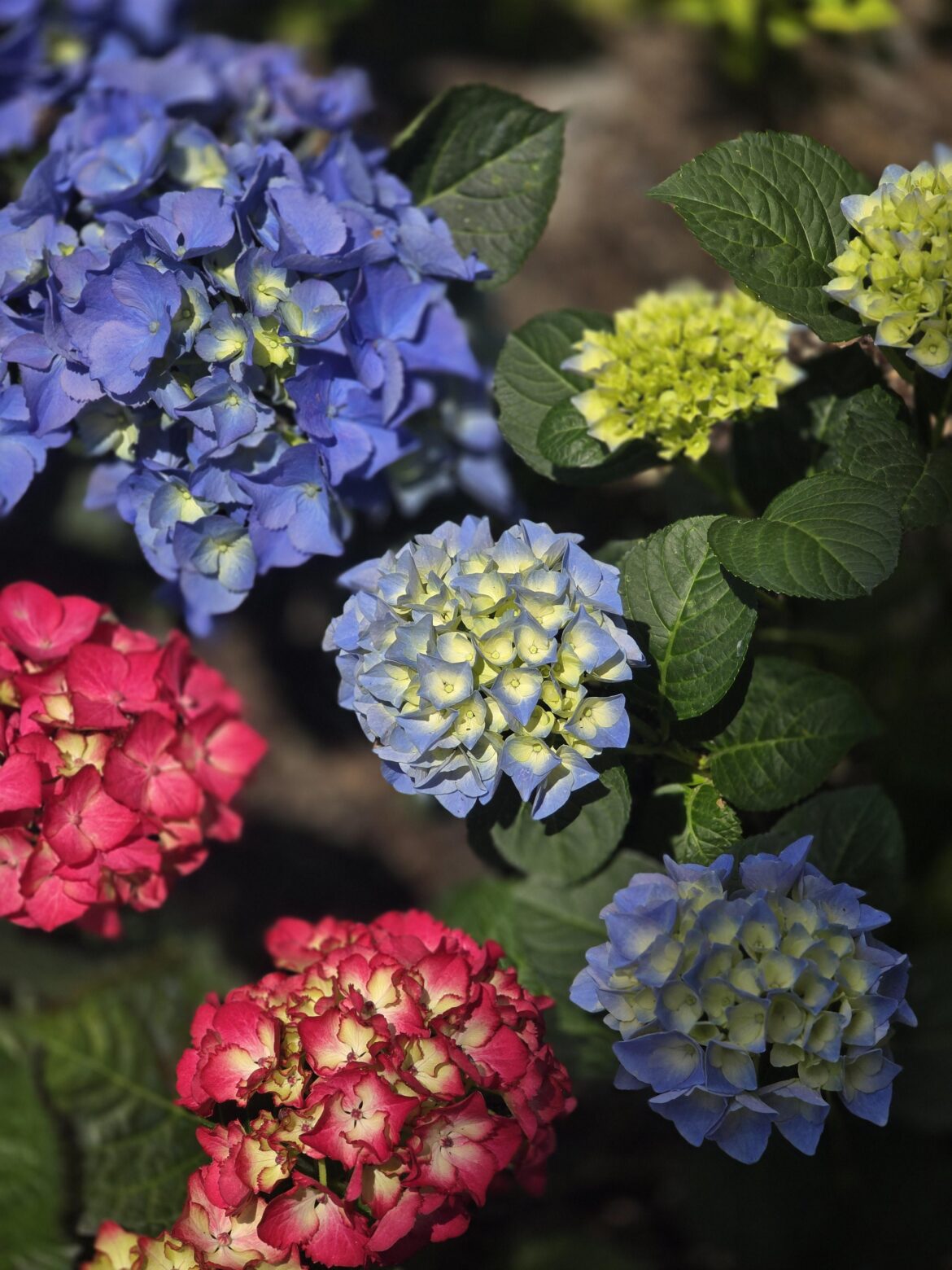 Hydrangeas on my walk in Seoul, South Korea