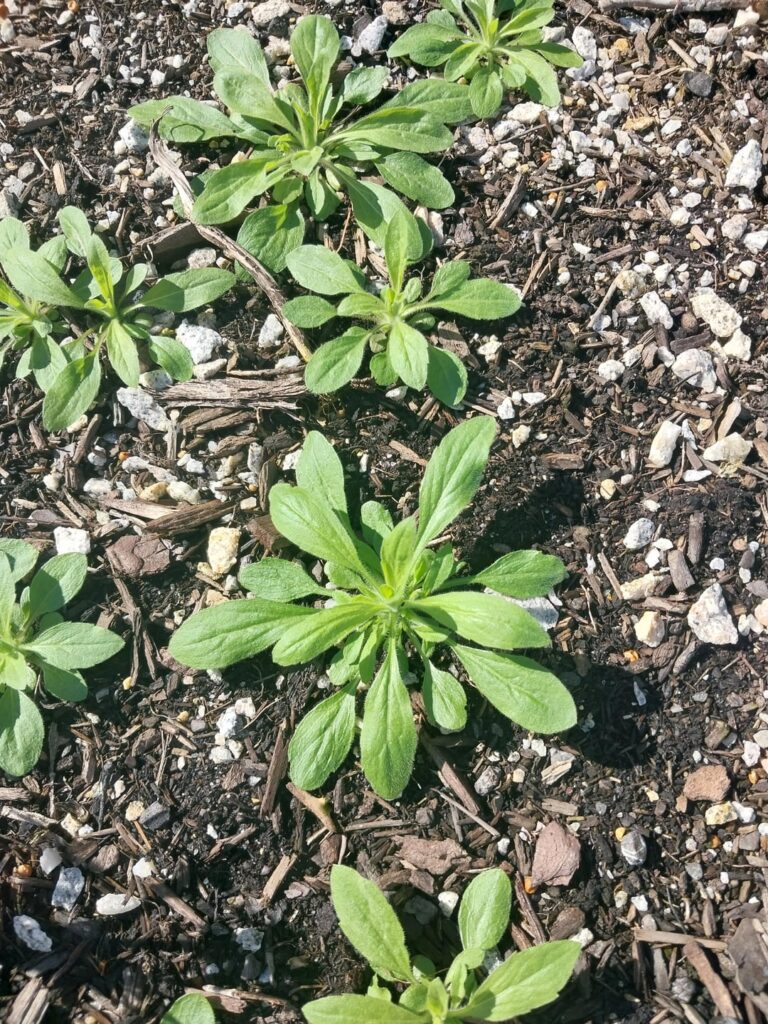 What's popping up in my yard this spring?