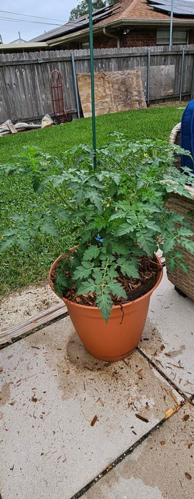 Any clues in what variety of tomato this is? Any clues in what variety of tomato this is?