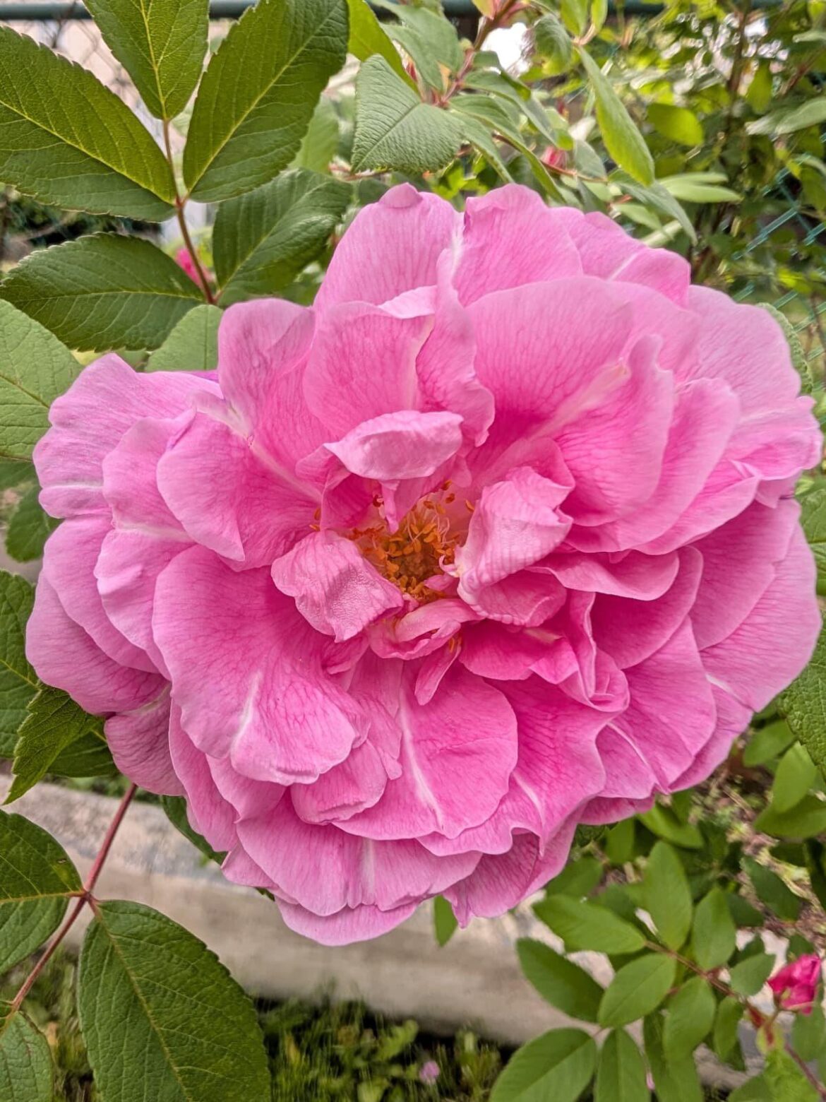 What kind of rose is in my backyard?