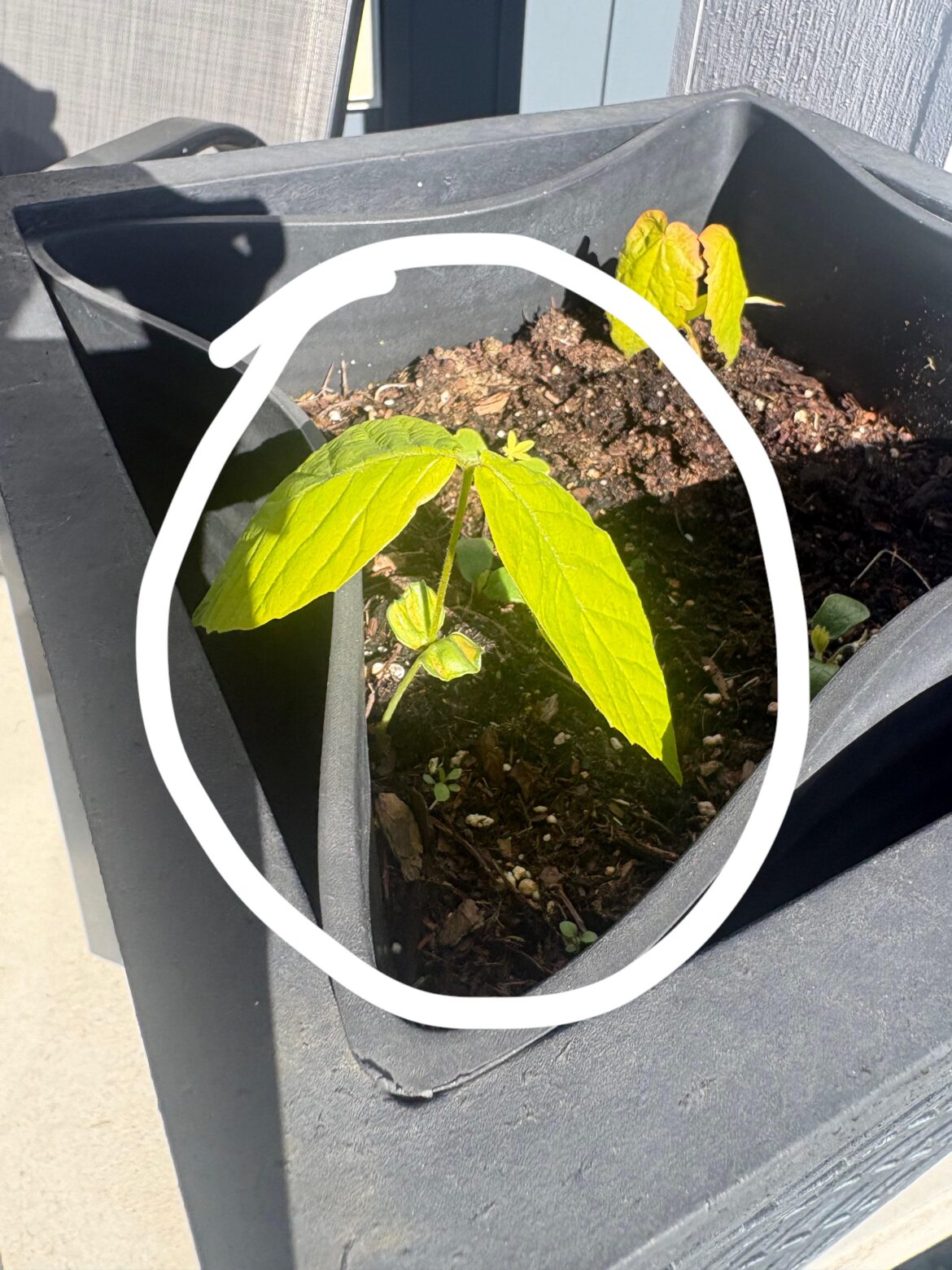 i need help identifying this plant i need help identifying this plant