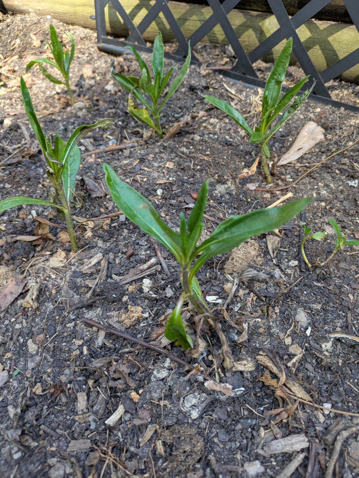 Your rare and endangered plants Your rare and endangered plants
