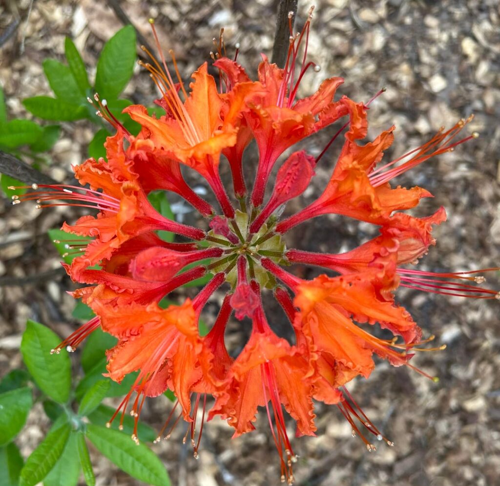One more native Azalea—hypnotic blooms and buds (ATL, GA)