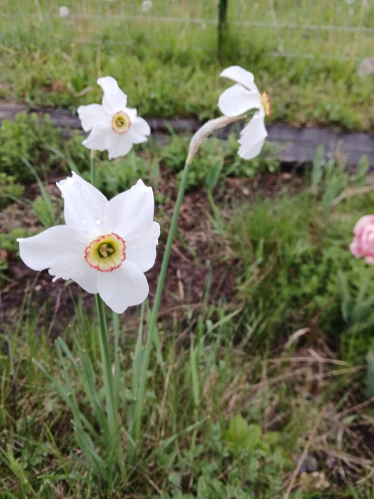 Just randomly started growing this year In the garden