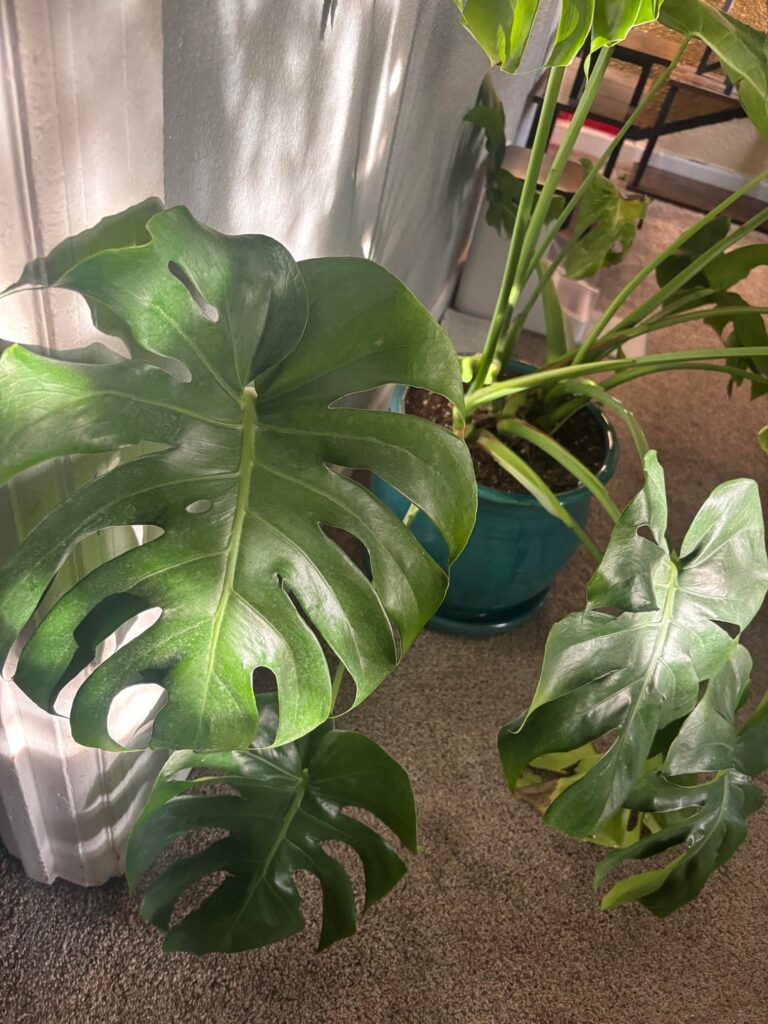 Monstera help