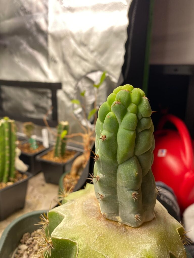 One month of growth