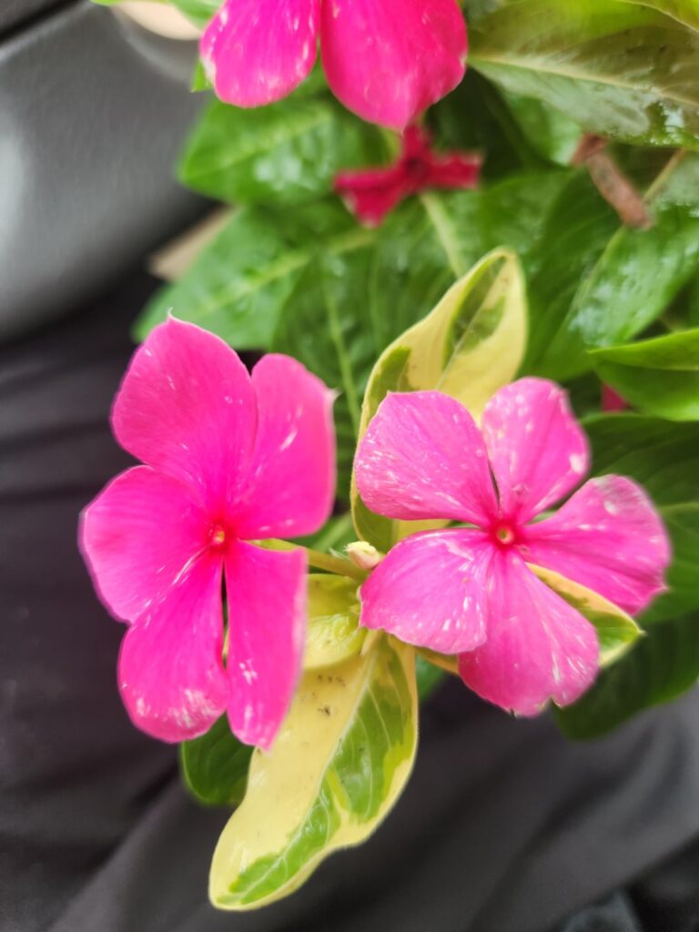 Variegated Flowering Vinca