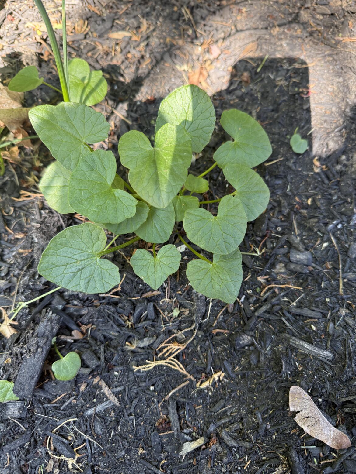 What is it?