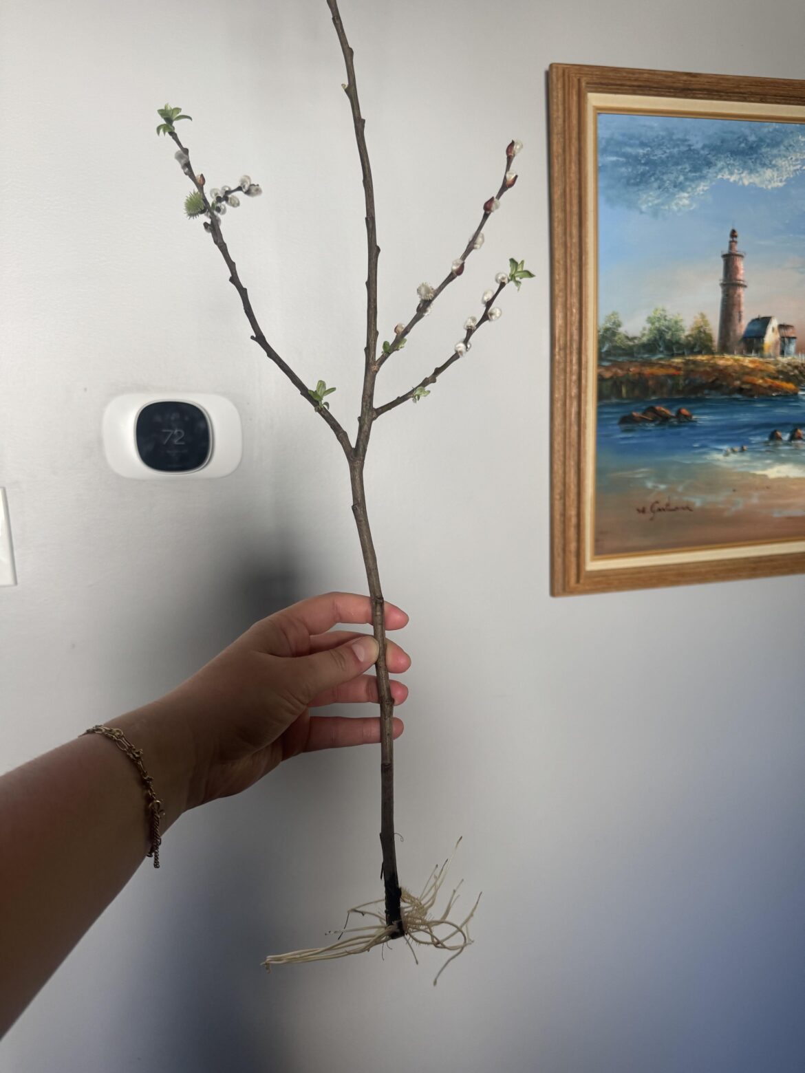 Pussy willow!