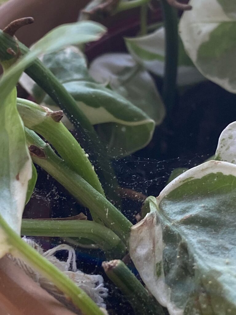 Spider mites or just spider 🕷️?