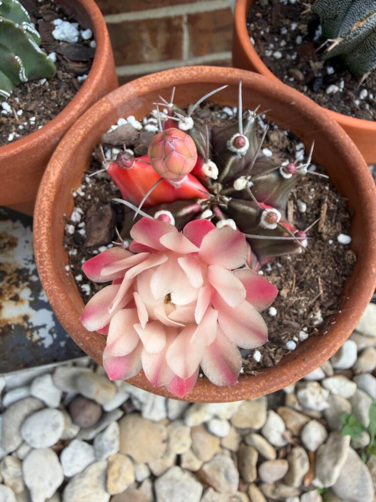 So pretty!!!